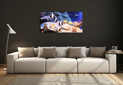 Foto glasbild Korallenriff