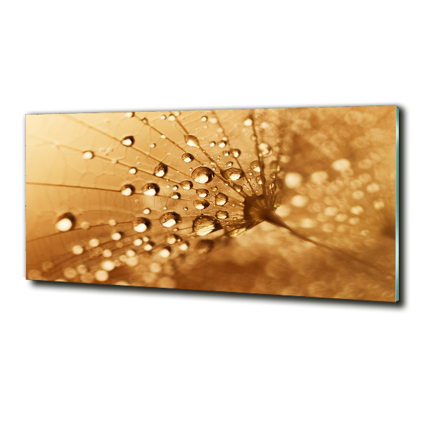 Bild auf glas Löwenzahn