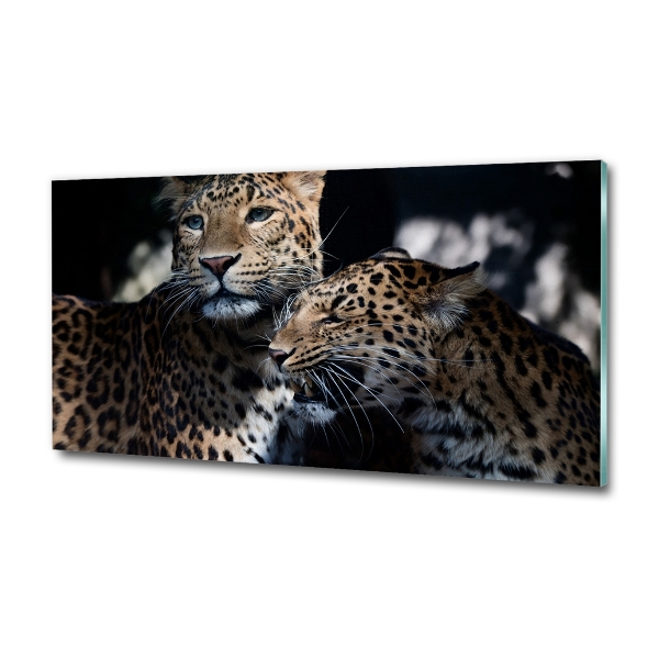 Foto glasbild Zwei Leoparden