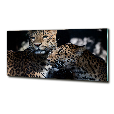 Foto glasbild Zwei Leoparden