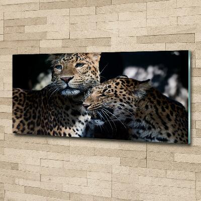 Foto glasbild Zwei Leoparden