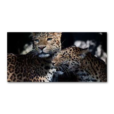 Foto glasbild Zwei Leoparden