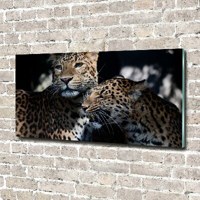Foto glasbild Zwei Leoparden