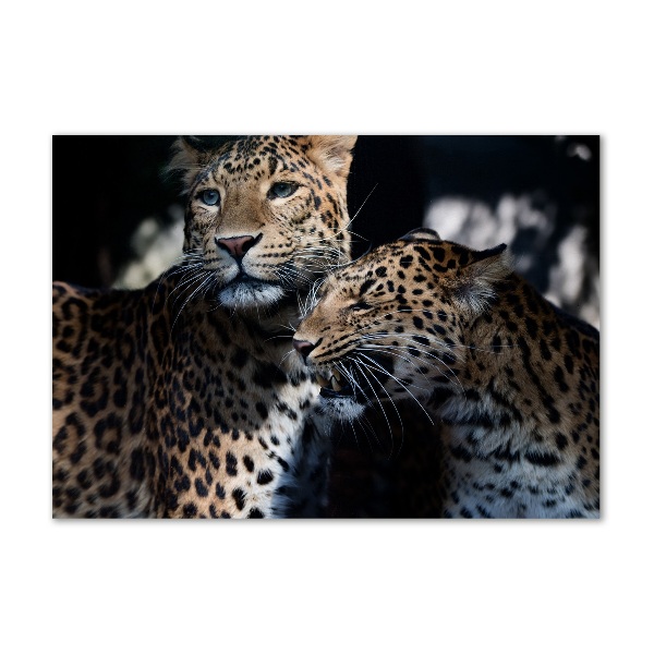 Foto glasbild Zwei Leoparden