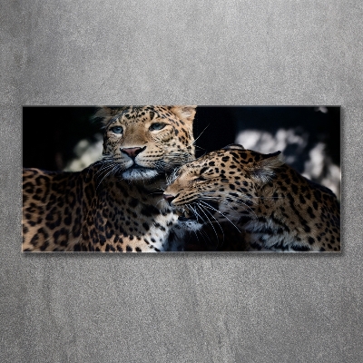 Foto glasbild Zwei Leoparden