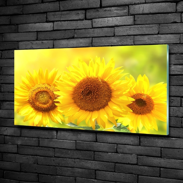 Foto glasbild Sonnenblumen