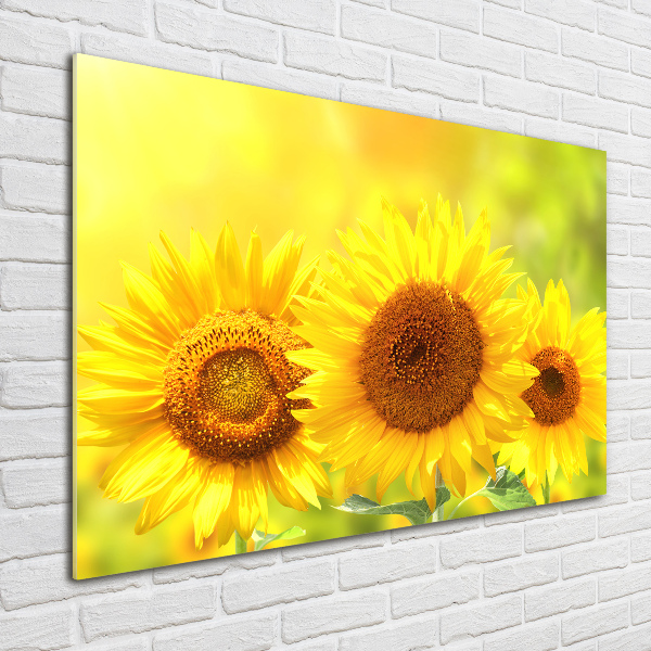 Foto glasbild Sonnenblumen