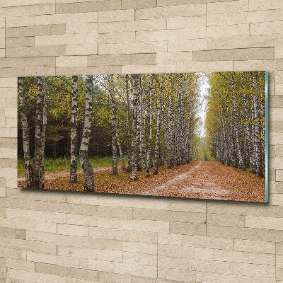 Bild auf glas Birkenallee