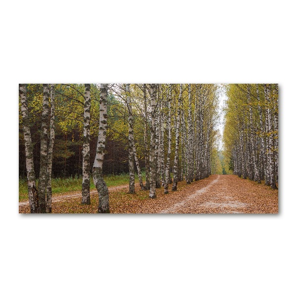 Bild auf glas Birkenallee