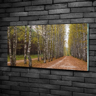 Bild auf glas Birkenallee