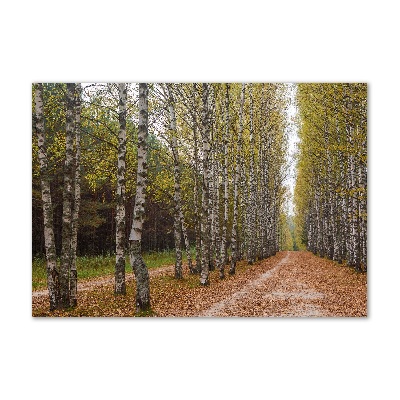 Bild auf glas Birkenallee