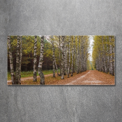 Bild auf glas Birkenallee