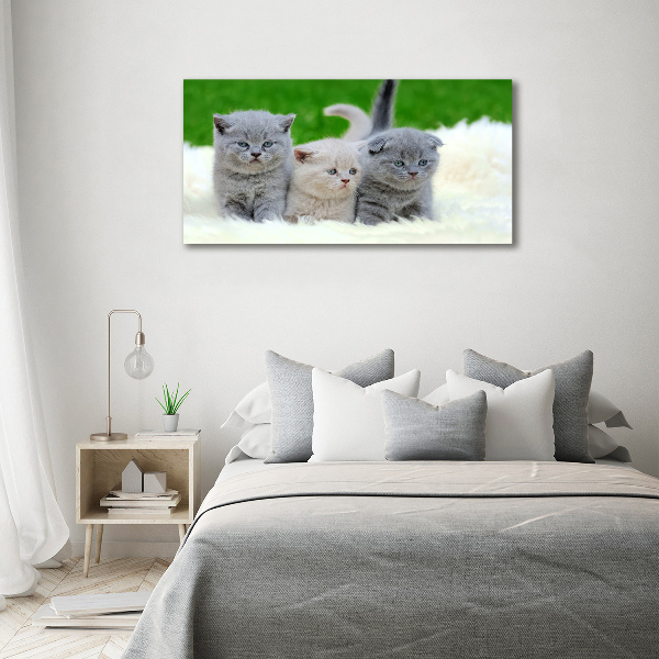 Foto glasbild Drei Katzen auf einer Decke
