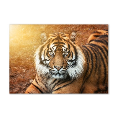 Foto glasbild Bengal-Tiger