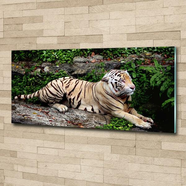 Bild auf glas Tiger auf einem Felsen