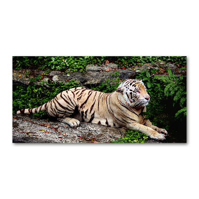 Bild auf glas Tiger auf einem Felsen