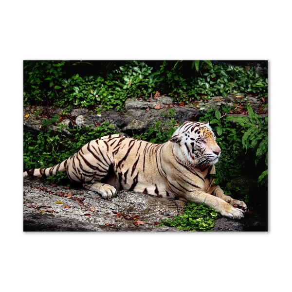 Bild auf glas Tiger auf einem Felsen