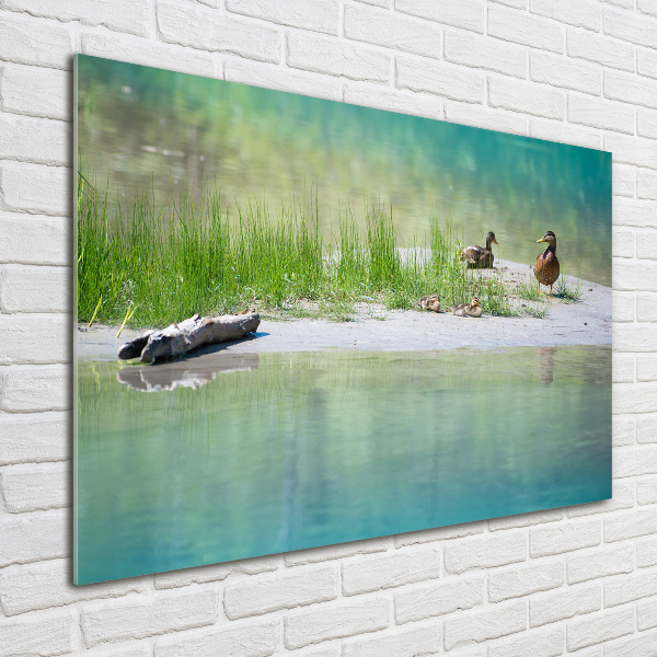 Foto glasbild Enten am Wasser