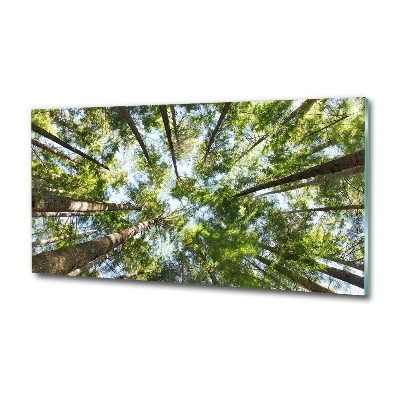 Bild auf glas Baumkrone