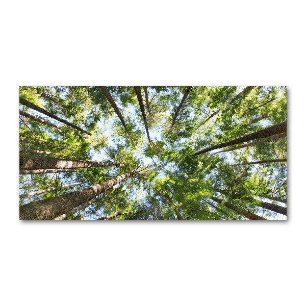 Bild auf glas Baumkrone