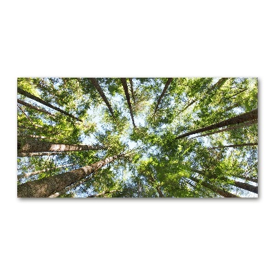 Bild auf glas Baumkrone