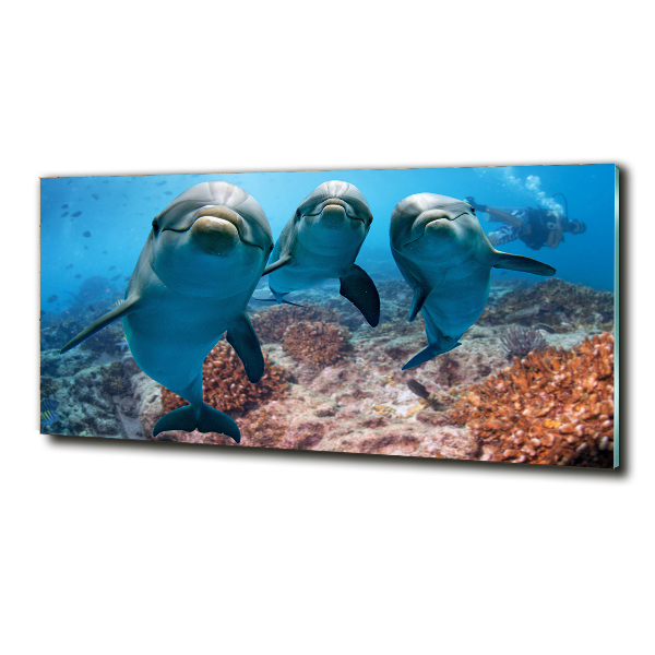 Foto glasbild Delfine