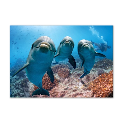 Foto glasbild Delfine