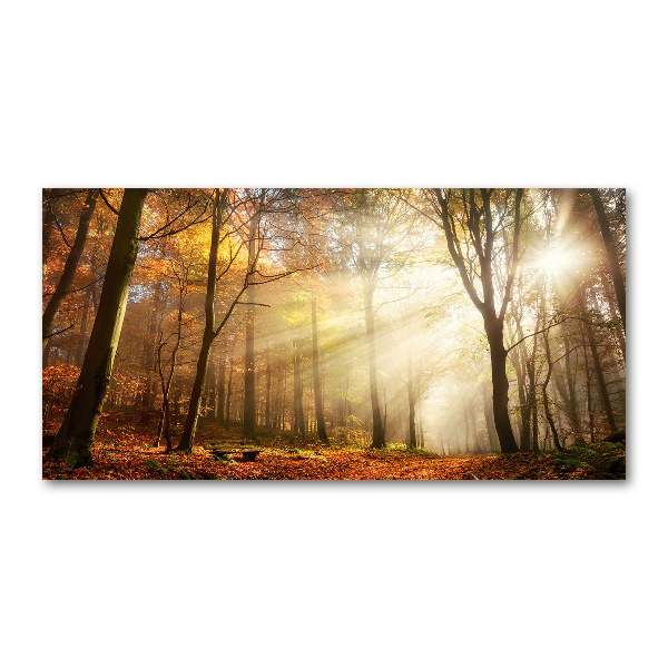 Glasbild Nebel im Wald