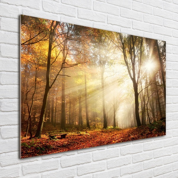 Glasbild Nebel im Wald