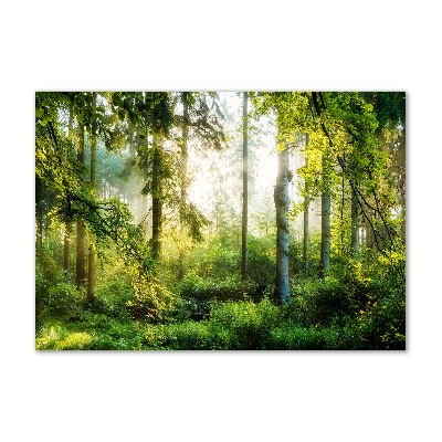 Bild auf glas Morgensonne Wald