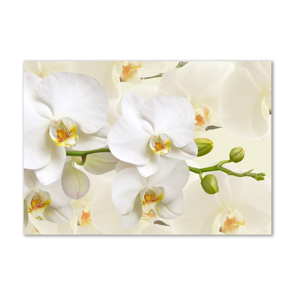 Foto glasbild Orchidee