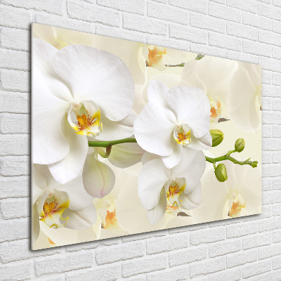 Foto glasbild Orchidee