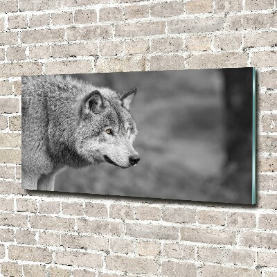 Foto glasbild Grauer Wolf