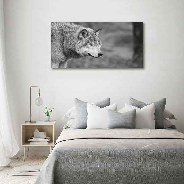 Foto glasbild Grauer Wolf