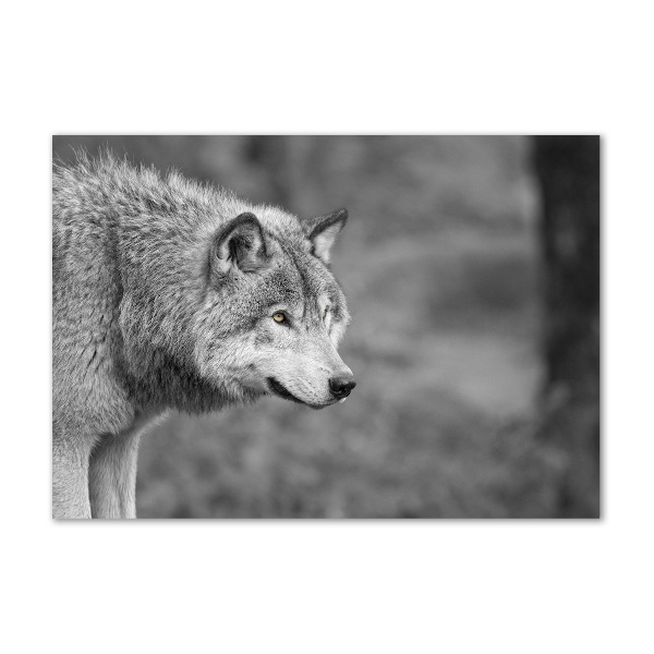 Foto glasbild Grauer Wolf