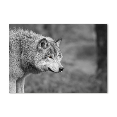 Foto glasbild Grauer Wolf
