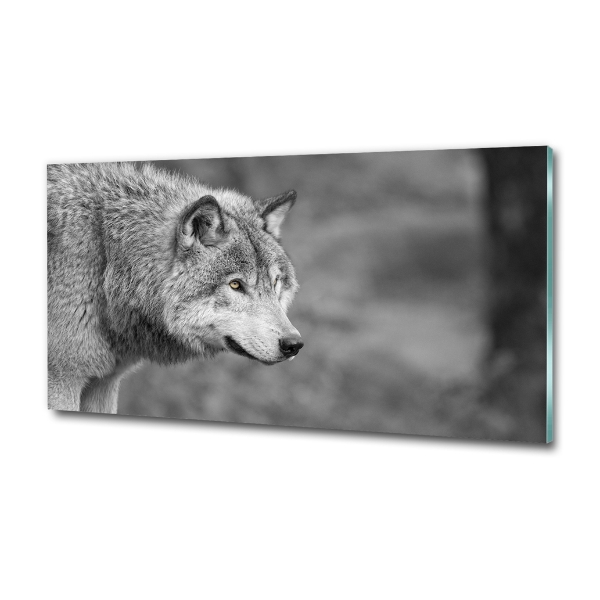 Foto glasbild Grauer Wolf