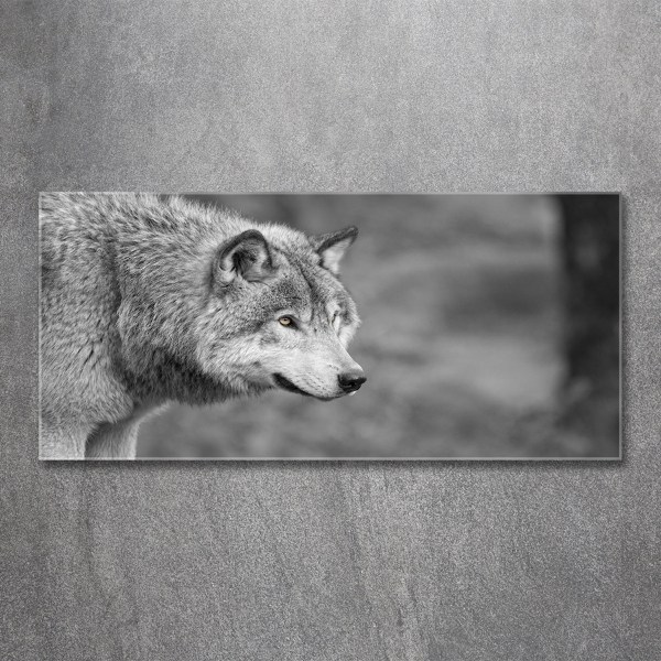 Foto glasbild Grauer Wolf