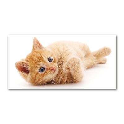 Bild auf glas Ingwerkatze