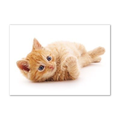 Bild auf glas Ingwerkatze