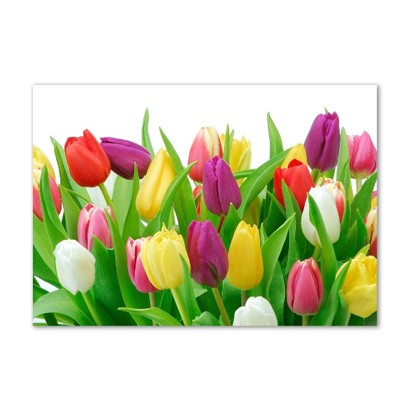 Glasbild Bunte Tulpen