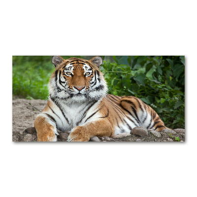 Foto glasbild Sibirischer Tiger
