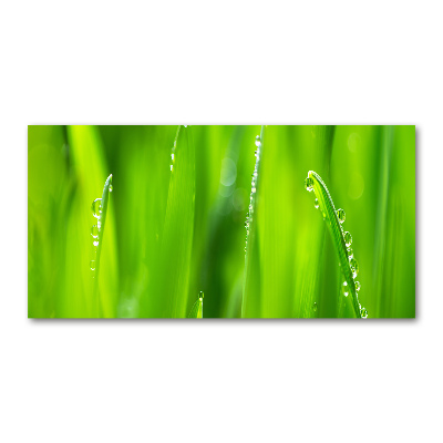 Foto glasbild Junger Hafer