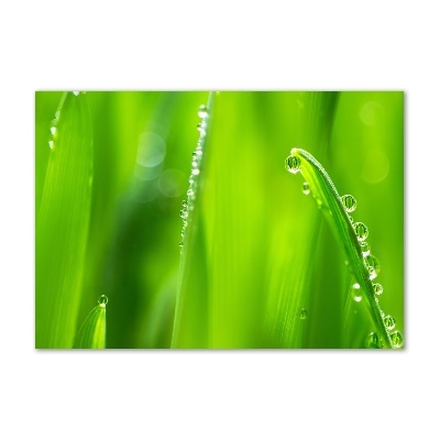 Foto glasbild Junger Hafer