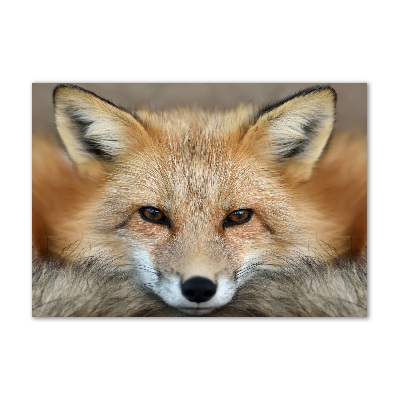 Bild auf glas Fuchs