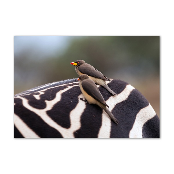 Glasbild Vögel und Zebras