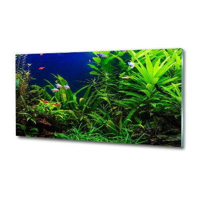 Glasbild Fische im Aquarium