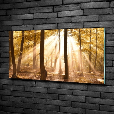 Bild auf glas Wald im Herbst