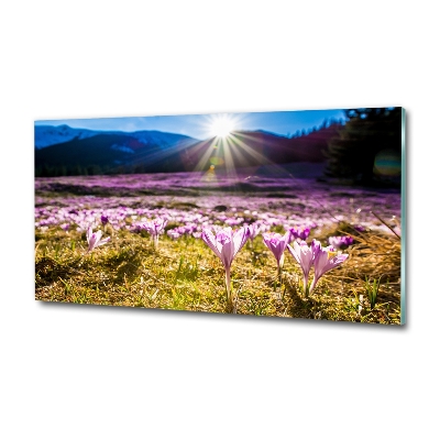 Bild auf glas Krokusse auf der Lichtung