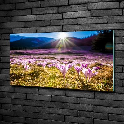 Bild auf glas Krokusse auf der Lichtung